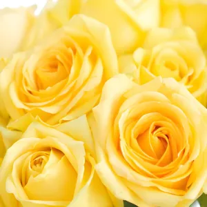 Light Yellow Rose