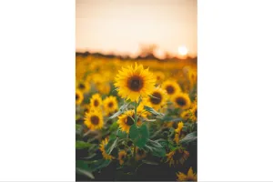 Sunflowers at Sunset