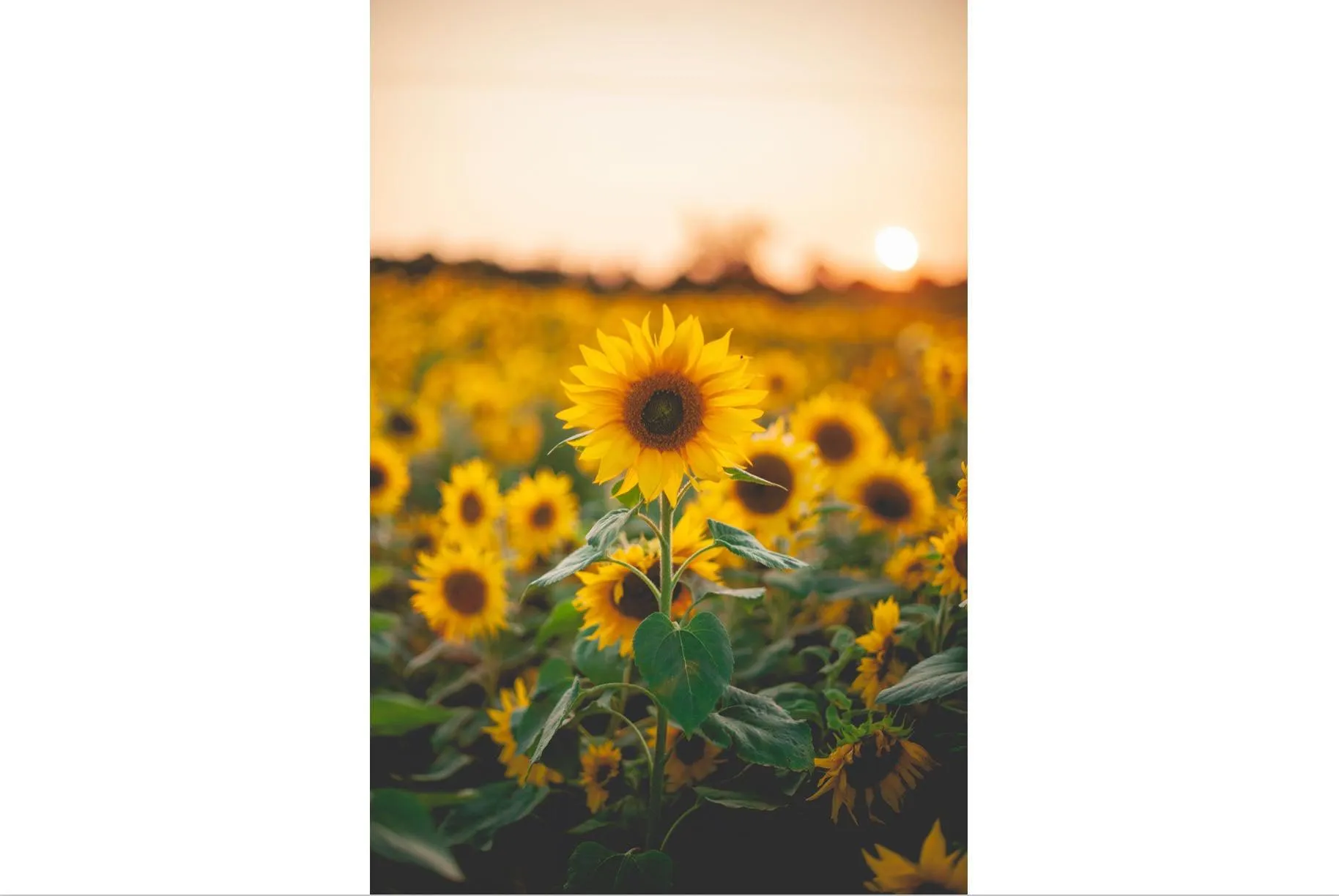 Sunflowers at Sunset