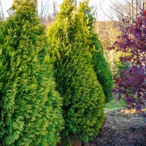 Yellow Ribbon Arborvitae